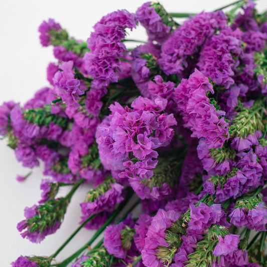 Purple pink dried forget me not