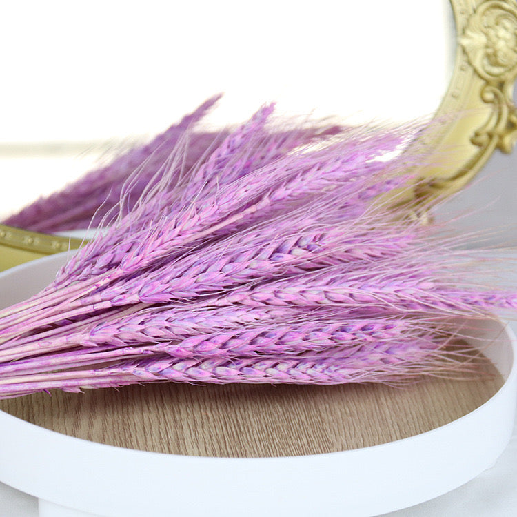 Purple Preserved Wheat