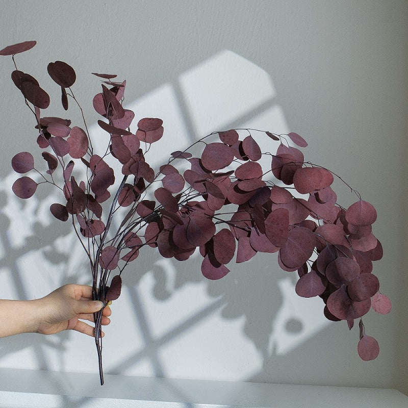 purple red eucalyptus