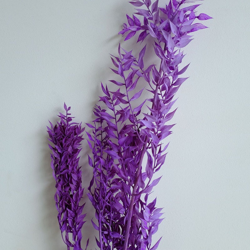 Ruscus Preserved Purple