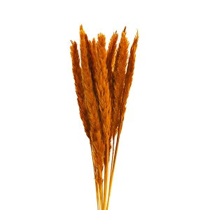 slim pampas grass caramel