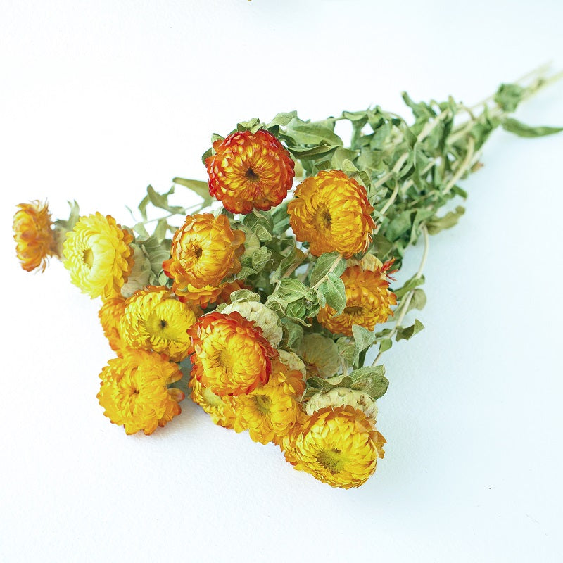 yellow helichrysum