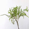 Dried False Staghorn Fern