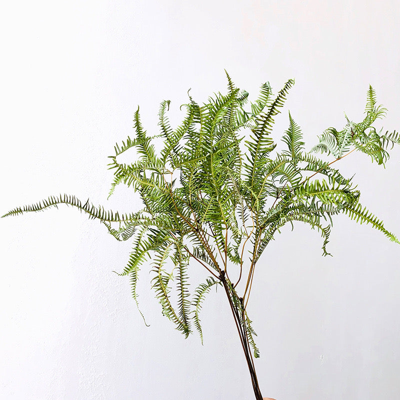 Dried False Staghorn Fern
