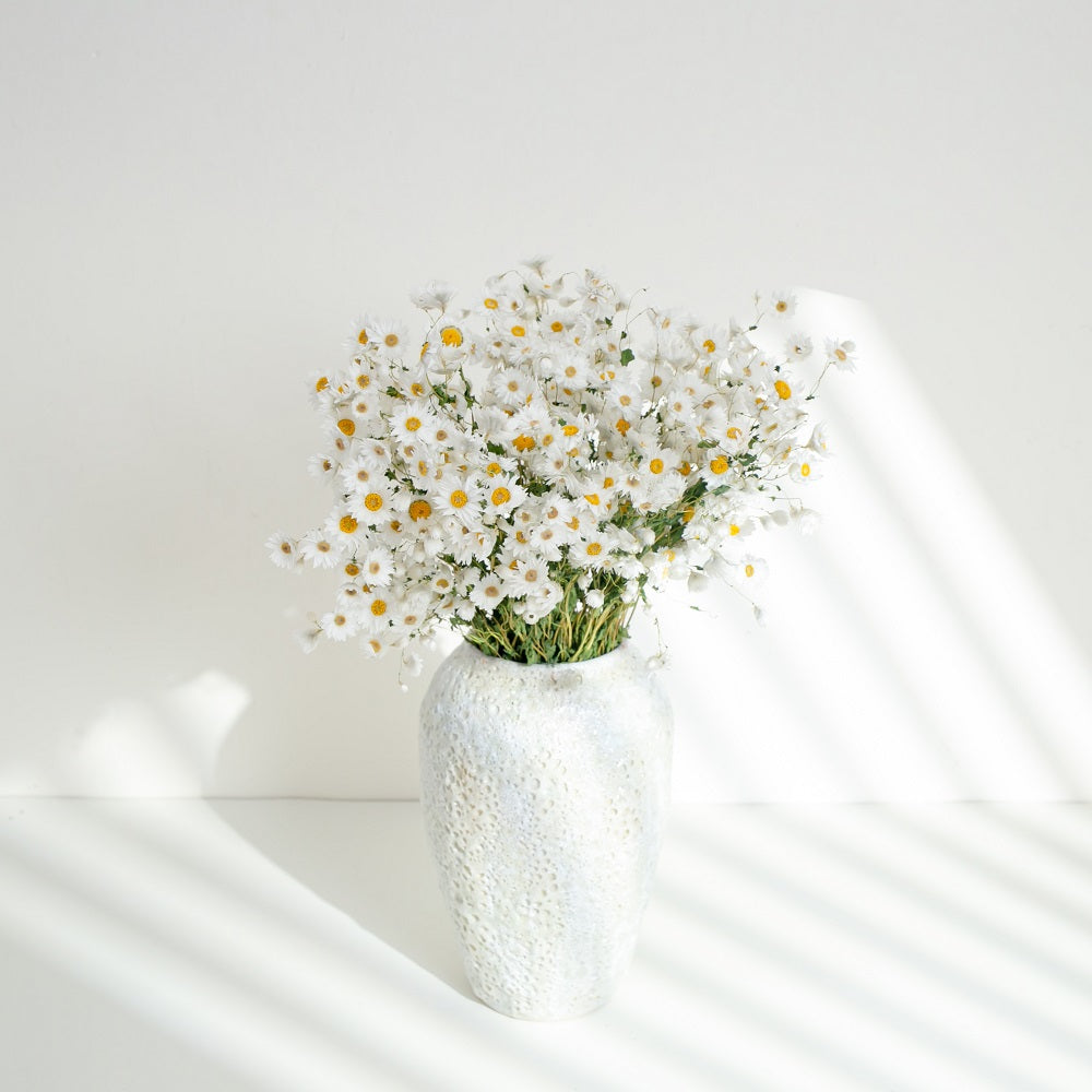 white daisy dried