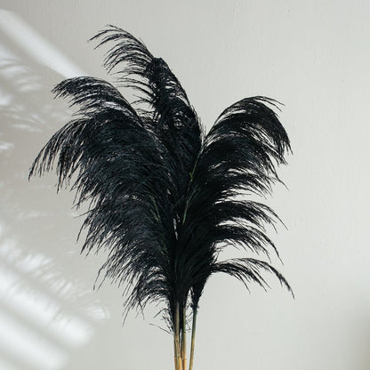 black pampas grass