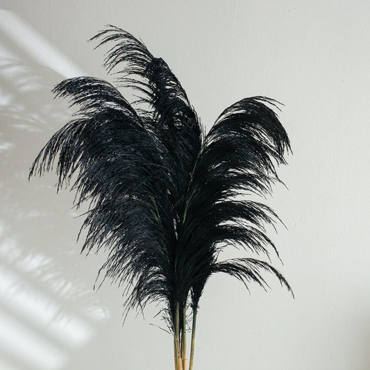 black pampas grass