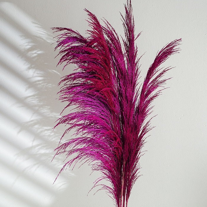 red reeds pampas grass