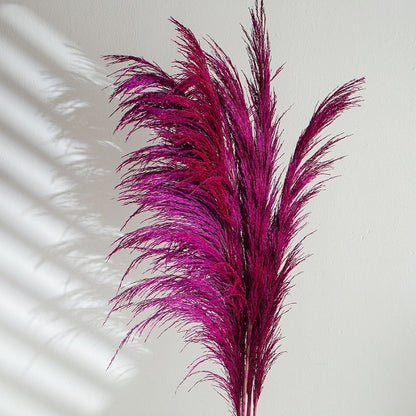 red reeds pampas grass