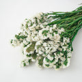 white dried forget me not