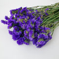 purple forget me not