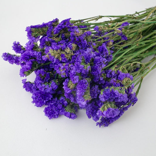 purple forget me not
