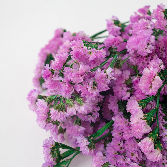 pink forget me not