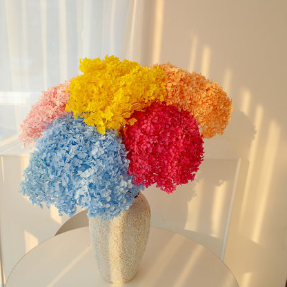 multiple colours of dried Hydrangea