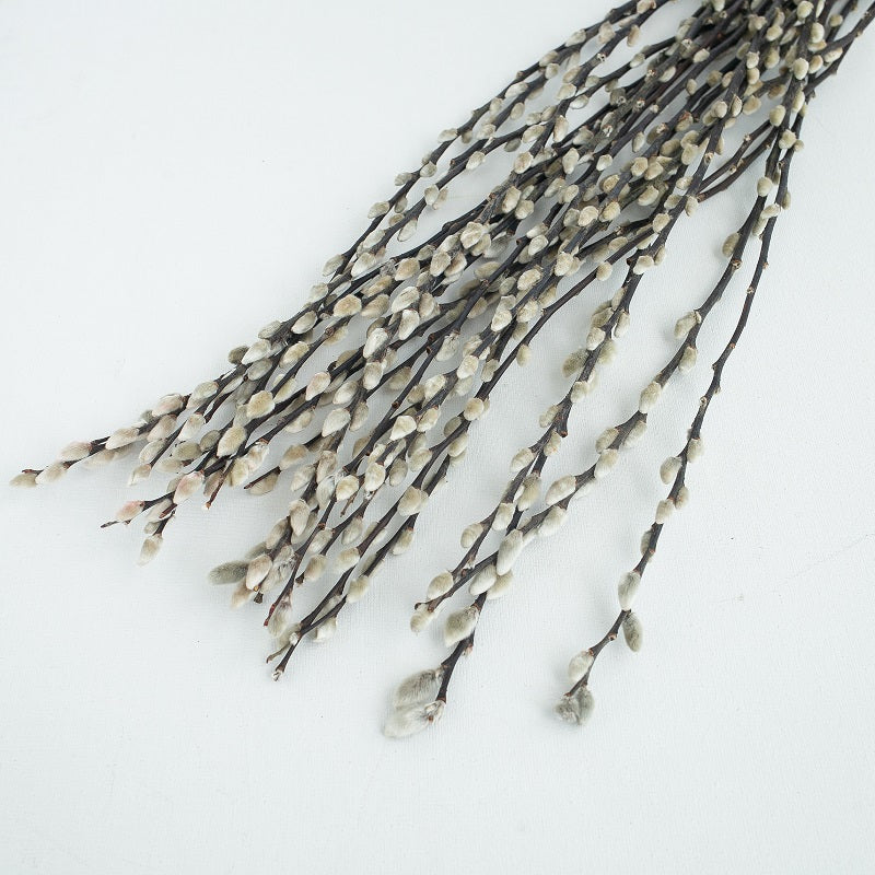 Dried pussywillow