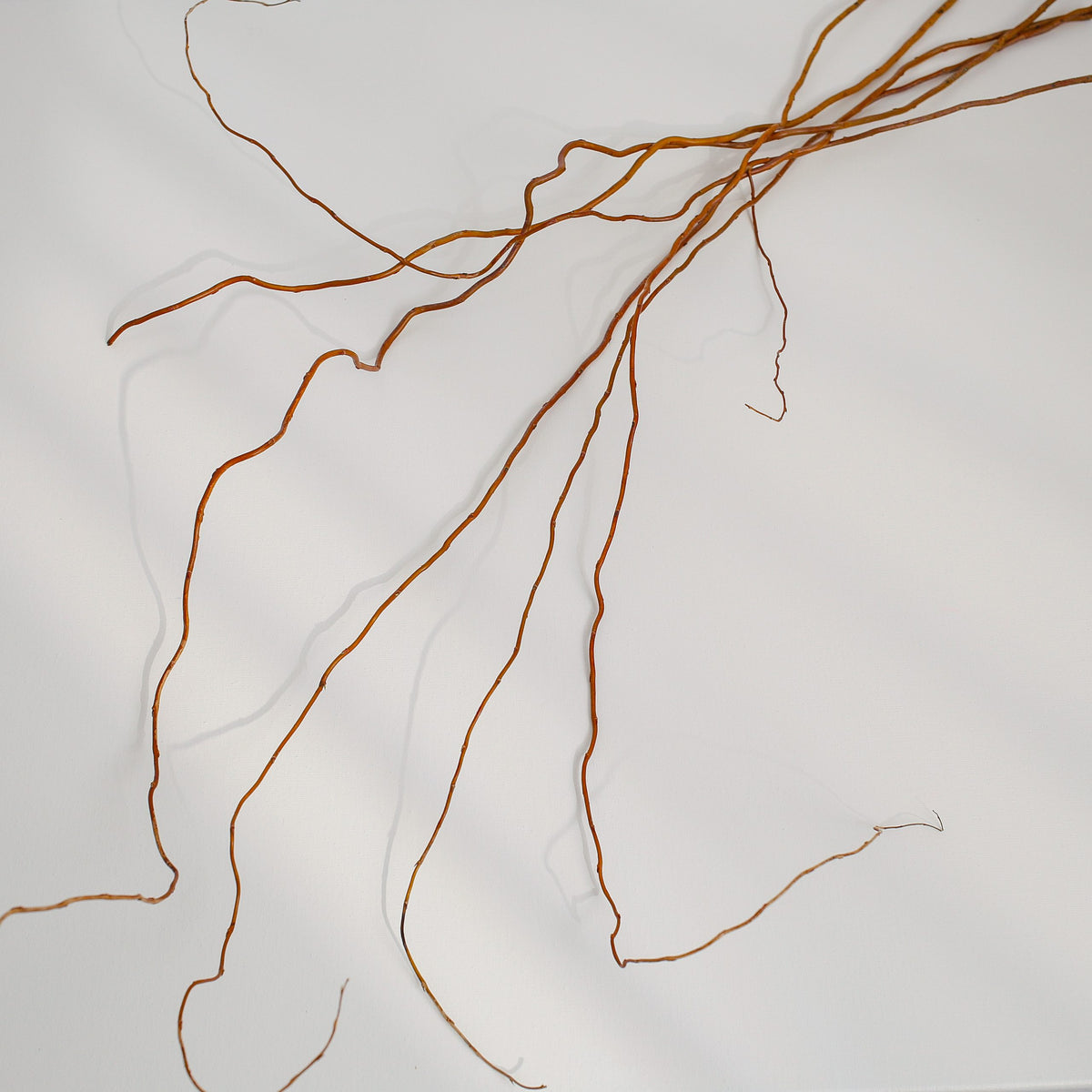 Glod rattan natural bunch