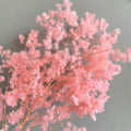 baby pink asparagus
