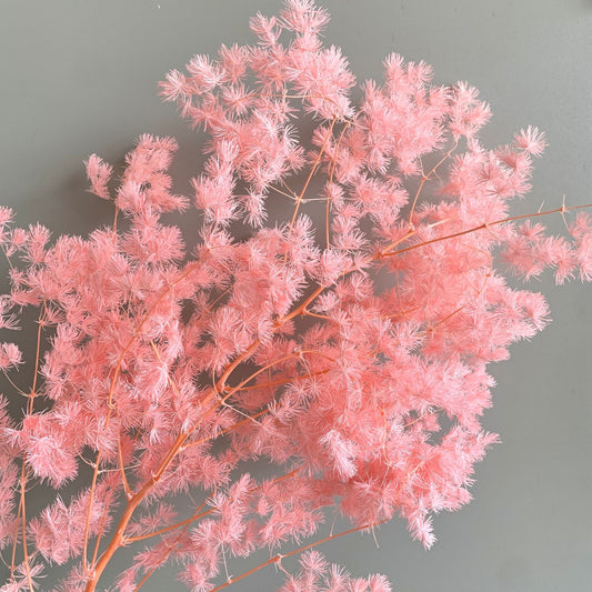 baby pink asparagus