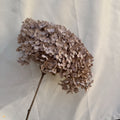 Coffee Brown