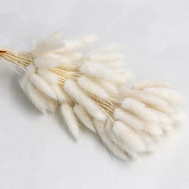 white bunny tail