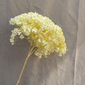 Light Yellow