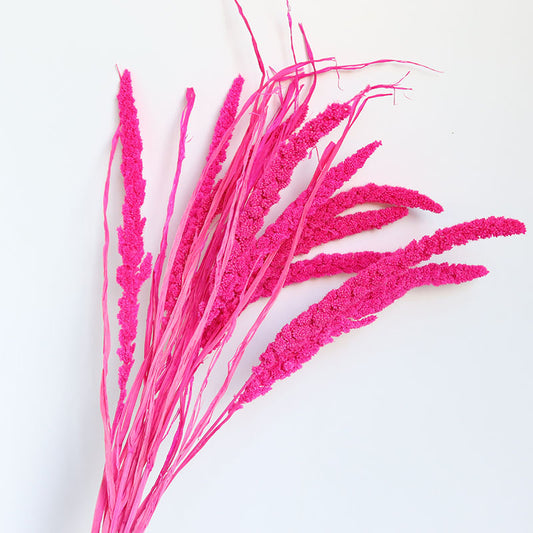 Magenta dried setaria
