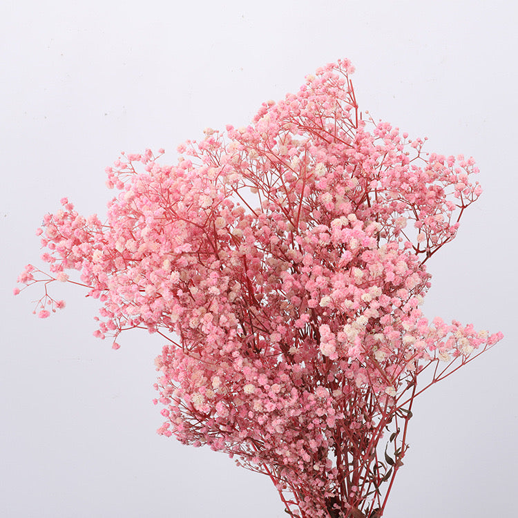 Pink Baby Breath