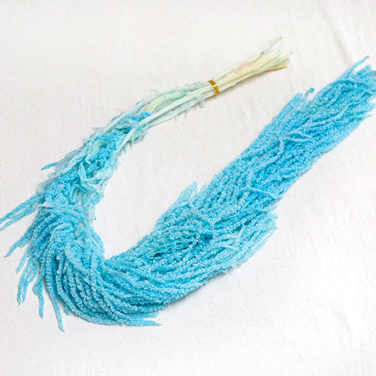 Sky blue Amaranthus