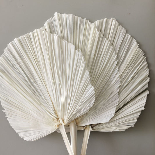 White palm