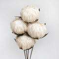 White peony