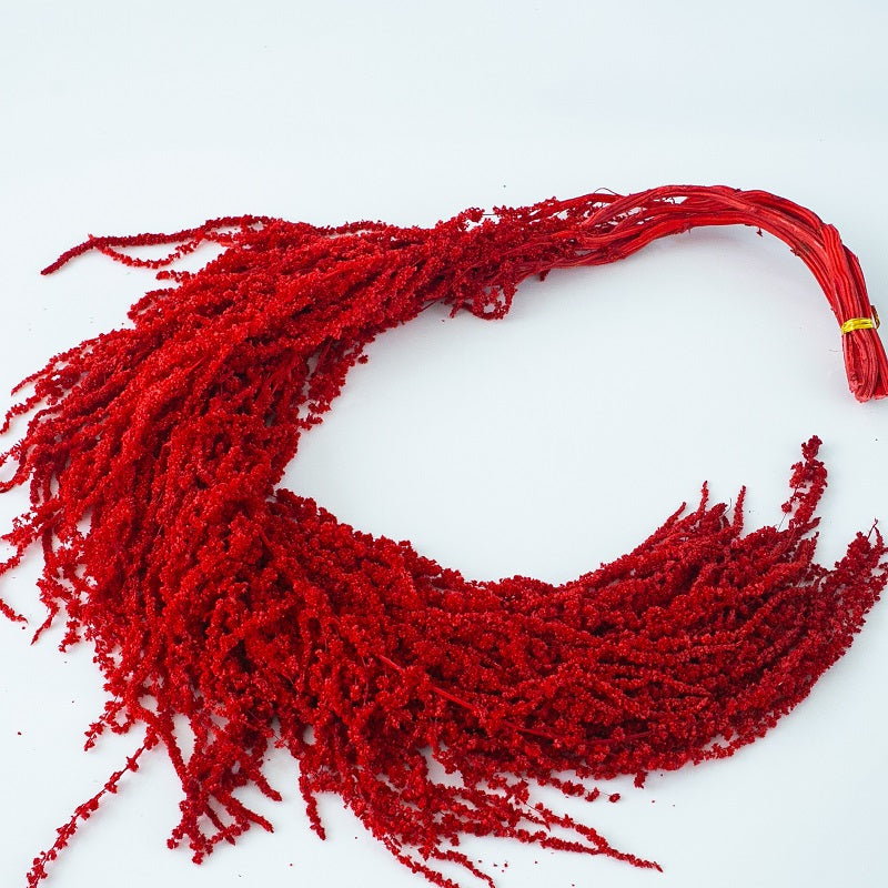 red preserved Amaranthus