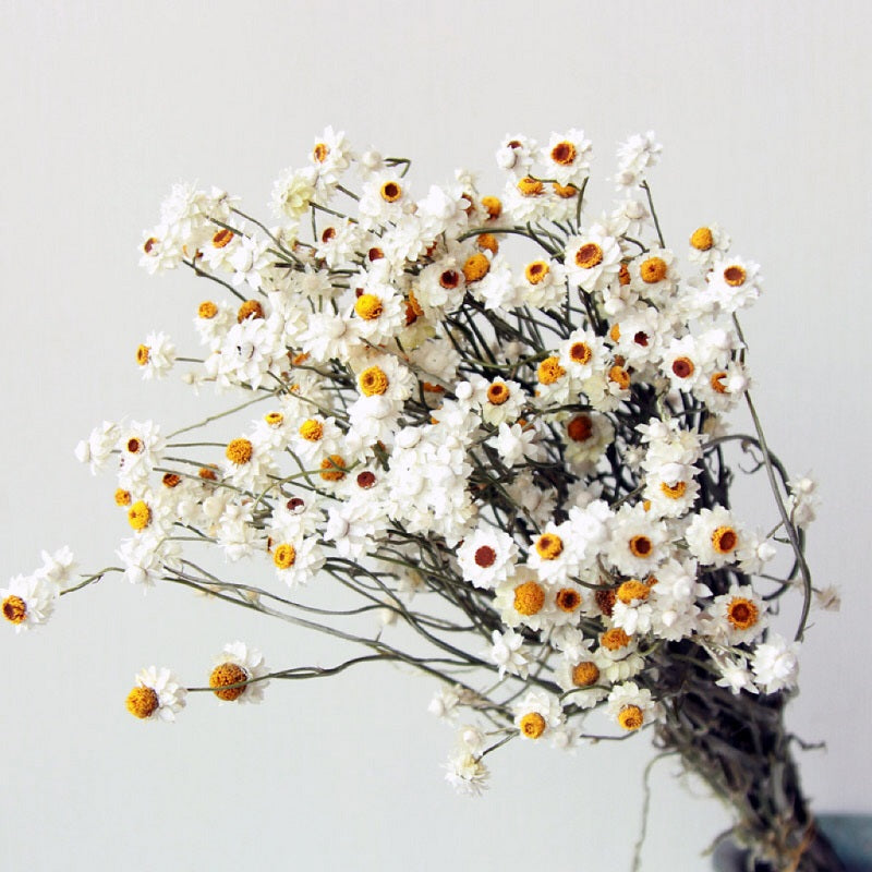 Natural White Dried Ammobium