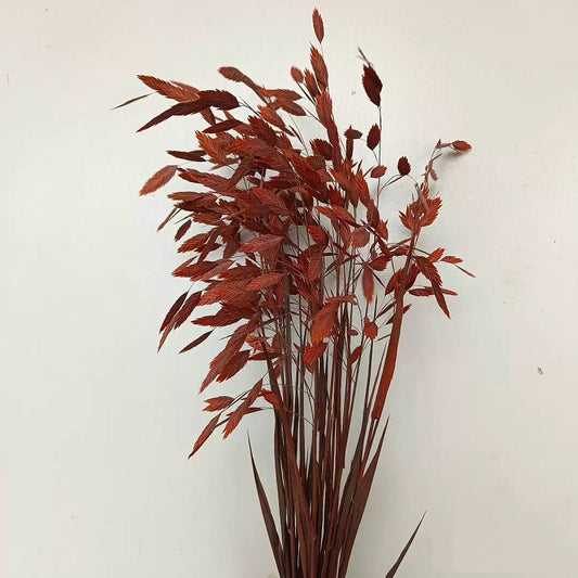 autumn orange preserved flower northern sea oat grass