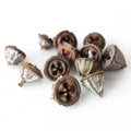 Big dried eucalyptus fruit