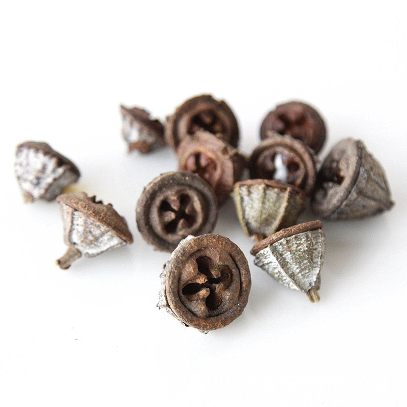 Big dried eucalyptus fruit