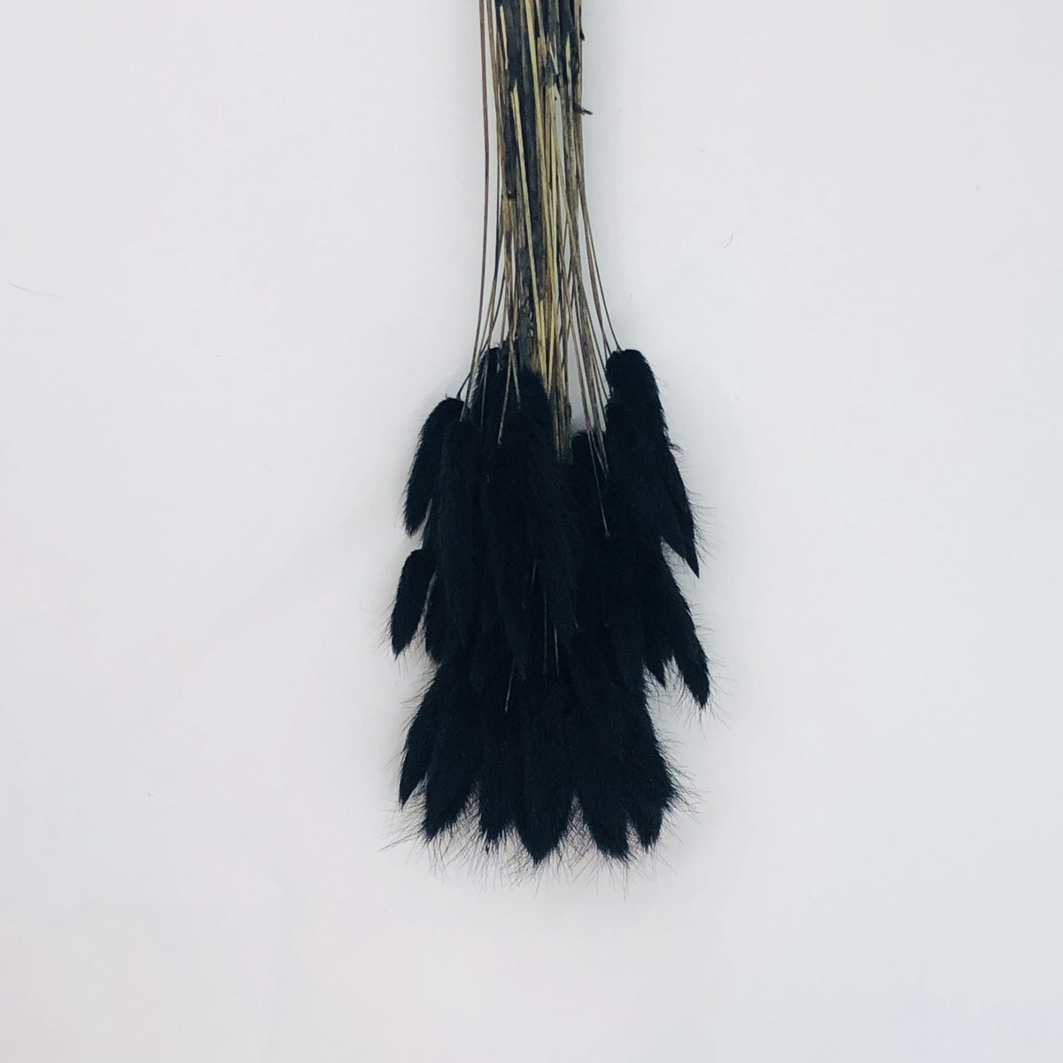 black bunny tail