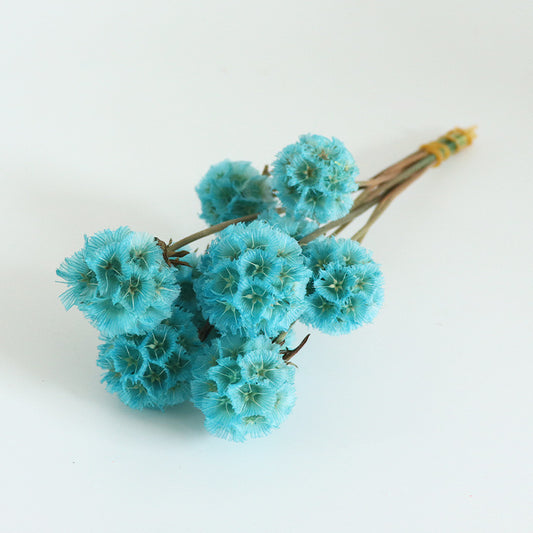Blue Drumstick Scabiosa