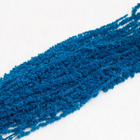 blue Amaranthus