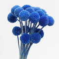 Blue Dried Craspedia
