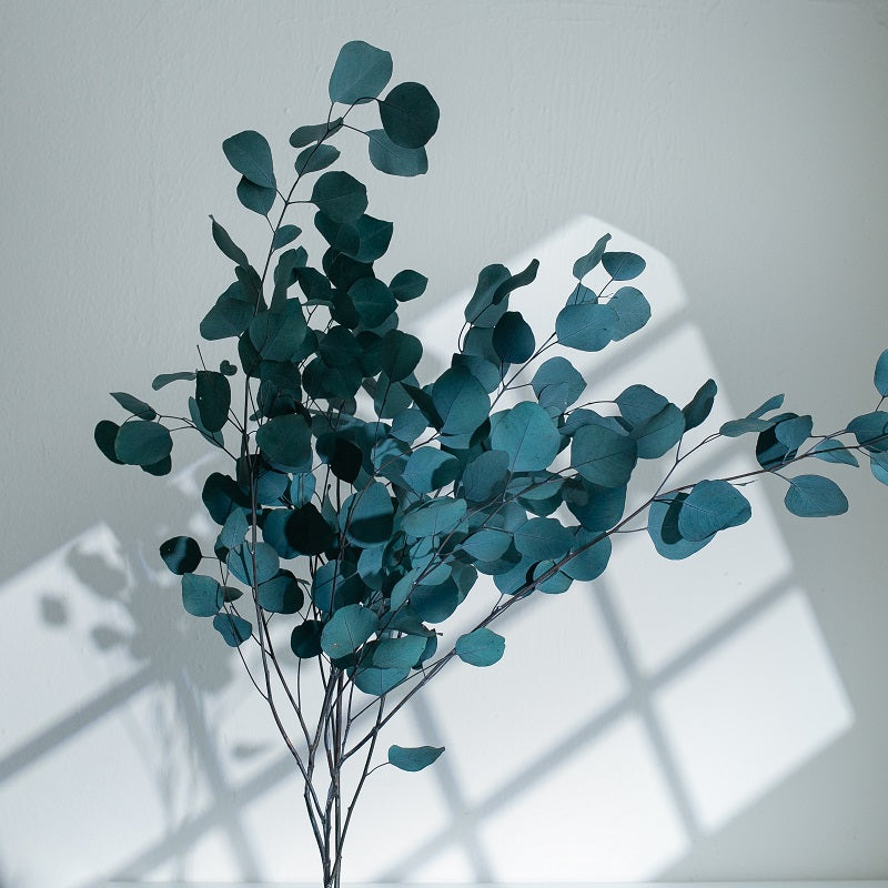 blue green eucalyptus