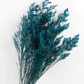 blue love grass