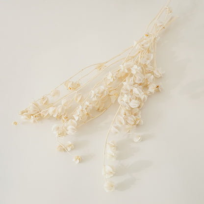 White Preserved Bougainvillea