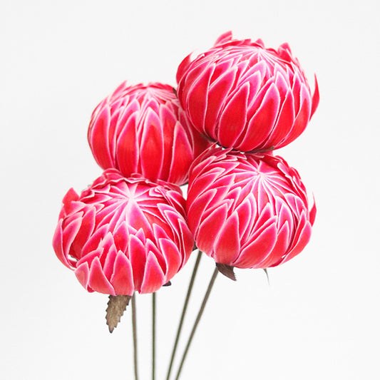 bright pink peony