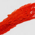 bright red Amaranthus
