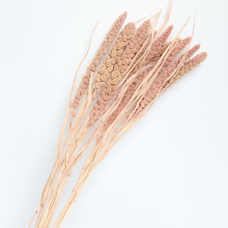 brown dried setaria