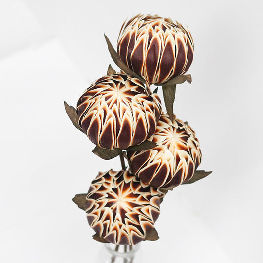 brown peony