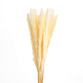 Champagne slim pampas grass