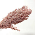 Ash brown Ming Asparagus
