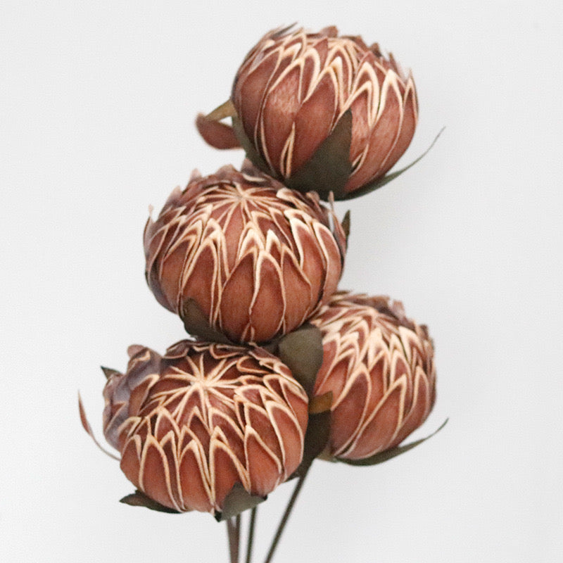 coffee peony