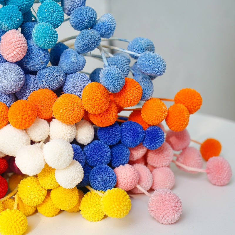Multiple Colour Craspedia globosa Benth